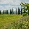 Cipressen bomen in Toscane Italie. van Menno Schaefer