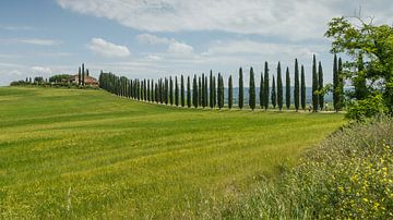 Cipressen bomen in Toscane Italie. van Menno Schaefer