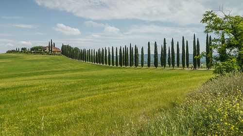 Zypressen in der Toskana Italien.