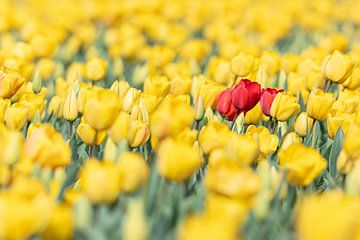 Drei rote Tulpen in einem Feld von gelben Tulpen von Yanuschka Fotografie | Noordwijk