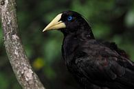 Schopf-Fororopendola : Tierpark Blijdorp von Loek Lobel Miniaturansicht