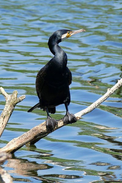 Kormoran von Anette en Charles Pont
