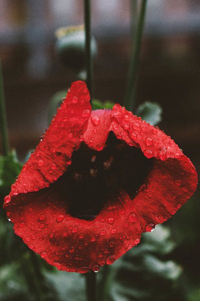Roter Mohn von Walljar