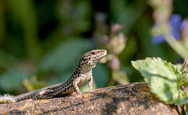 Wall Lizard III by Matthias Thiedeke