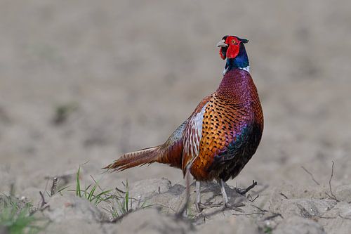 Fazantenhaan op de Zeeuwse klei