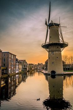 mill Camel in Schiedam