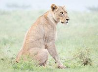 Lionne en Afrique du Sud 2