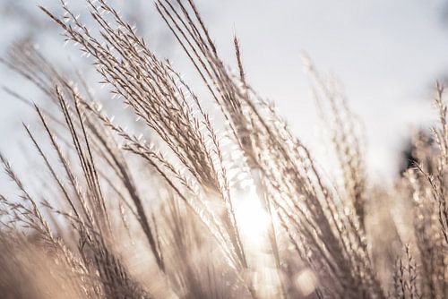 Champ d'herbe doré sur Piero Nigro