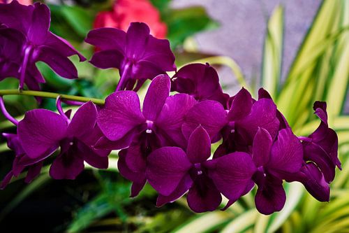 De delicate schoonheid van orchideeën in hun natuurlijke omgeving