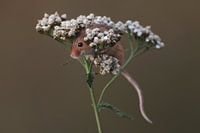 Eurasian Harvest Mouse (Micromys minutus)