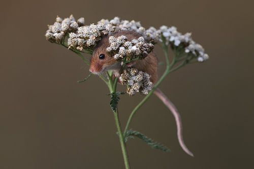 Dwergmuis (Micromys minutus)