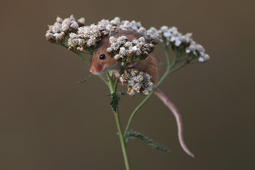 Souris pygmée (Micromys minutus) par Ronald Pol