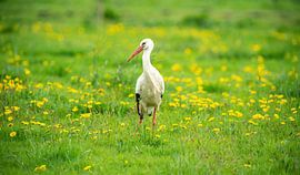 Stork by Harry Punter