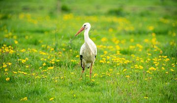 Cigogne sur Harry Punter