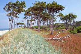 Oostzee: Darß - Weststrand van t.ART