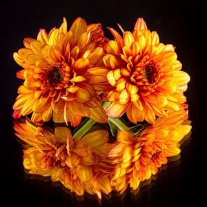 Orange Chrysanthemen spiegeln sich im dunklen Hintergrund