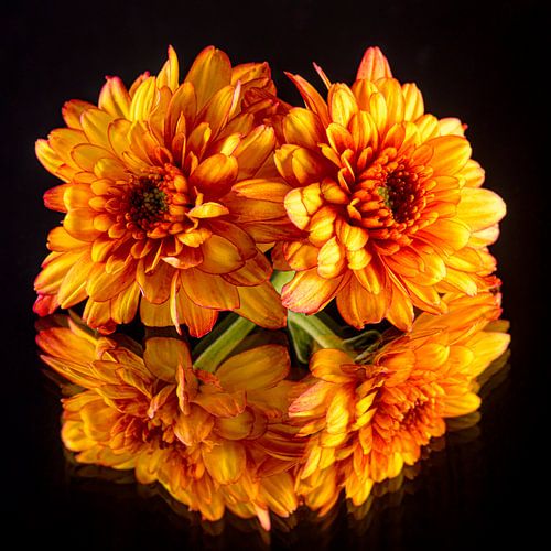 Oranje Chrysanten weerspiegelt in de donkere ondergrond