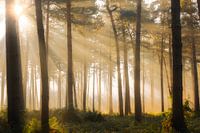 Bos fotografie "high beams"