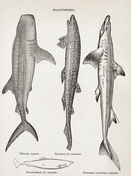 Assiette ancienne avec requins par Studio Wunderkammer