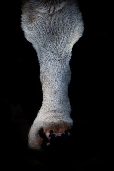 Close encounter by Lana Goris