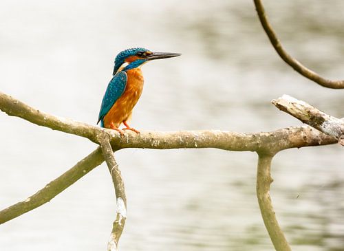 ijvogel, natuurfoto, 