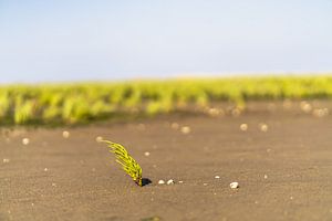 Queller im Wattenmeer