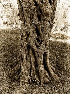 Sockel des alten Olivenbaums Sepia