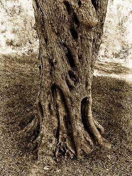 Voet van oude olijfboom Sepia van Dorothy Berry-Lound