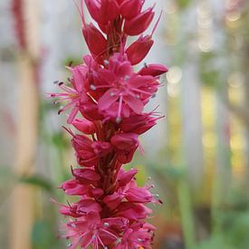 Laat bloeier by Michel Vegter