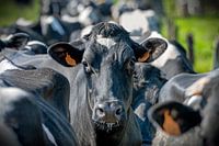 The cow