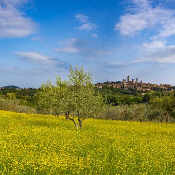 Gele bloeiende brem, lenteweide met olijfbomen, achter San Gimignano, Toscane van Walter G. Allgöwer