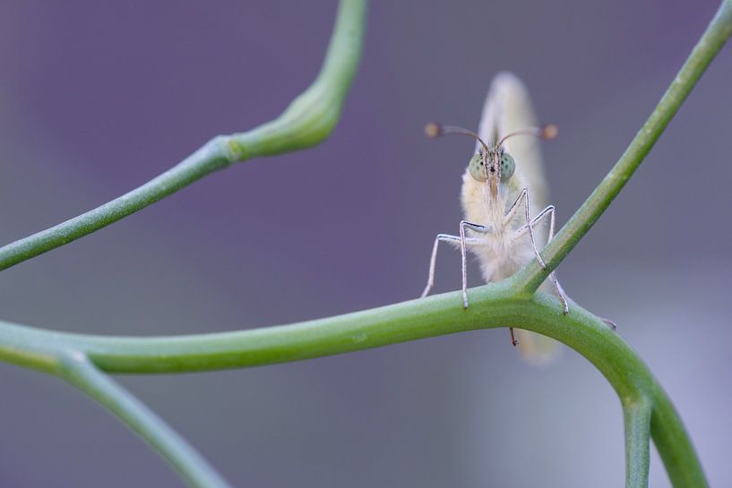 Cabbage white by Danny Slijfer Natuurfotografie