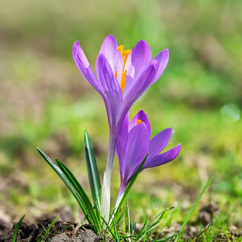 Des fleurs de crocus dans le jardin
