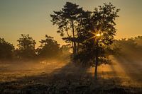 Gouden zonsopkomst