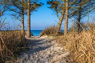Strand aan de kust van de Oostzee bij Graal Müritz van Rico Ködder thumbnail