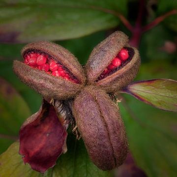 Geile blik by Jan van der Knaap