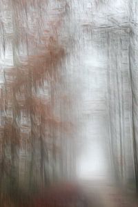 Mist in het bos