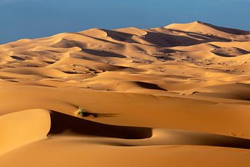 zandduinen bij dageraad in de woestijn van de Sahara in Marokko