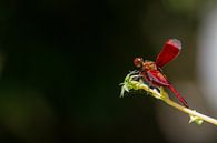 Rode libellen van Jeroen Meeuwsen thumbnail