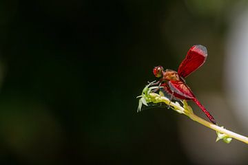 Rode libellen