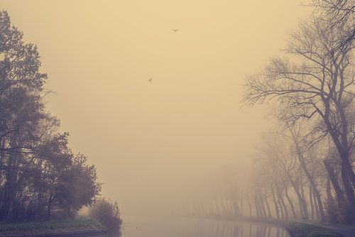 Erwachende Bäume im Morgenlicht. Monochrom.