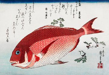 Japanische Kunst Ukiyo-e. Japanischer roter Seebrassenfisch von Utagawa Hiroshige. von Dina Dankers