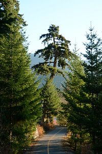Whistler Valley Trail von Femke van Egmond