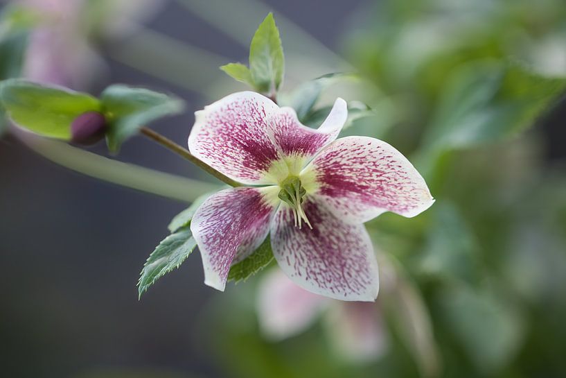 Helleborus van Leo van Beugen