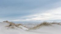 Die Dünen bieten uns Schutz gegen das Meer.