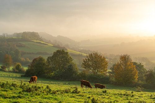 Limburg, Kühe im Colmont Dry Valley, Herbst 2024