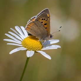 Petit Papillon de Feu sur Ingrid Ronde