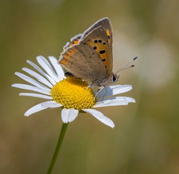 Small Copper by Ingrid Ronde