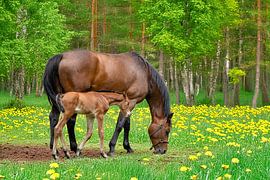 Stute mit Fohlen von Jean Weijnen