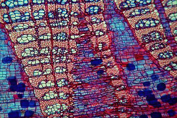 Dwarsdoorsnede lindetak, microscopie 2 van appie bonis